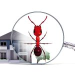 pest control website