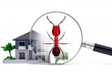 pest control website