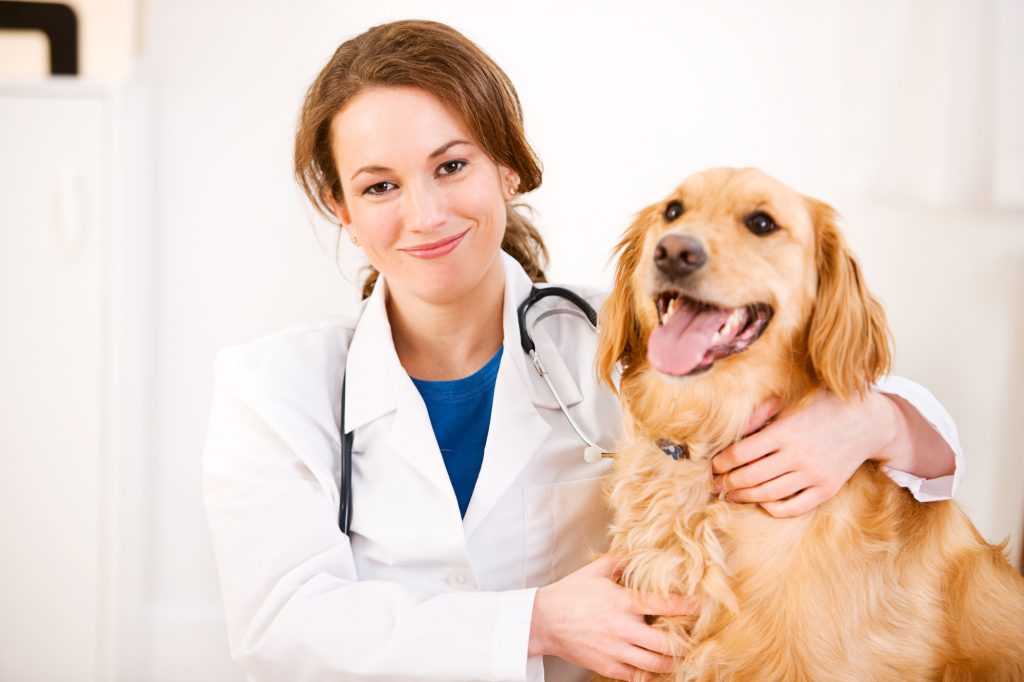 veterinary marketing