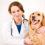 veterinary marketing