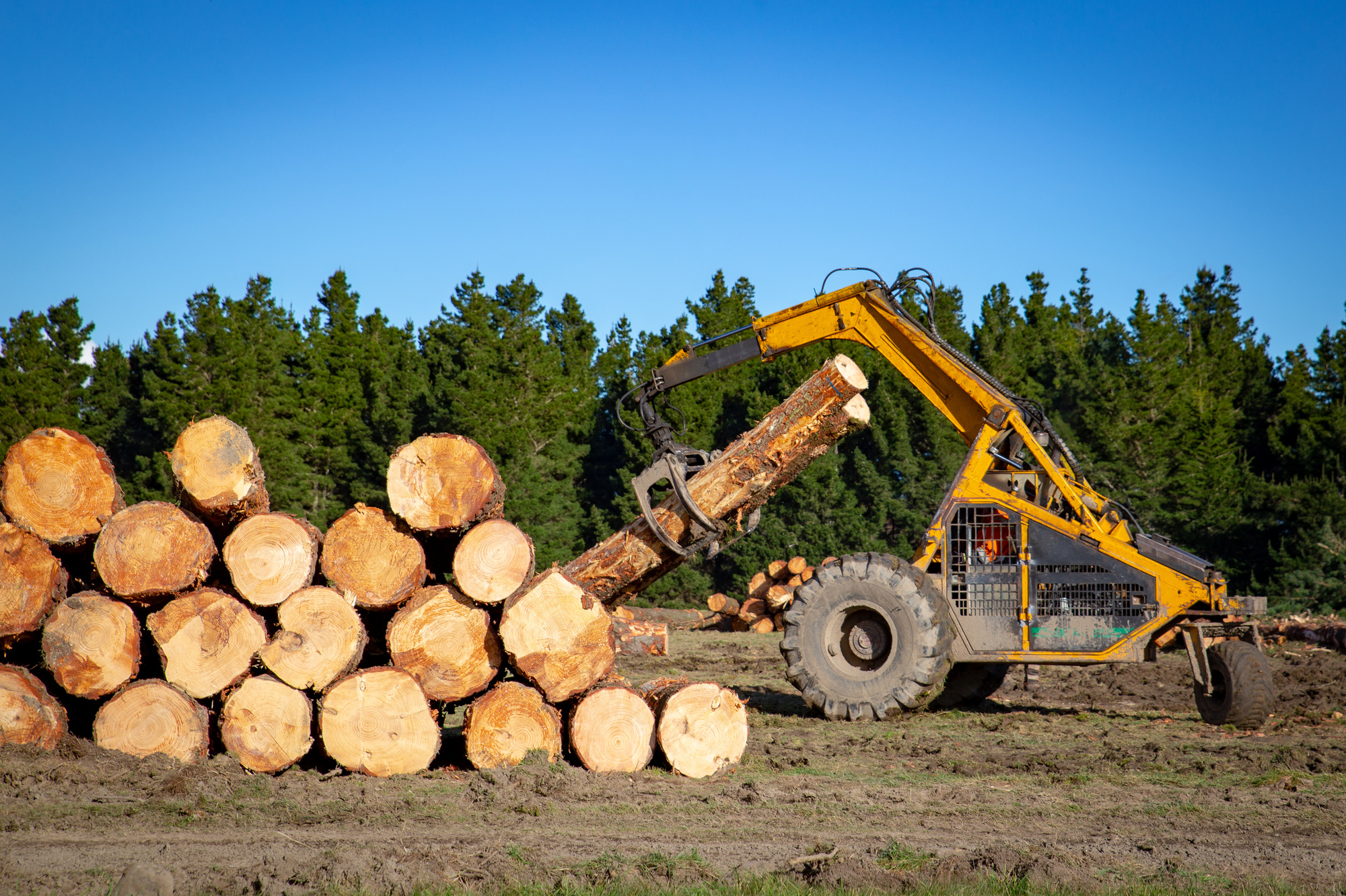 Logging In As A Monster 10 Facts You Didn’t Know About the Logging Industry | WebConfs.com